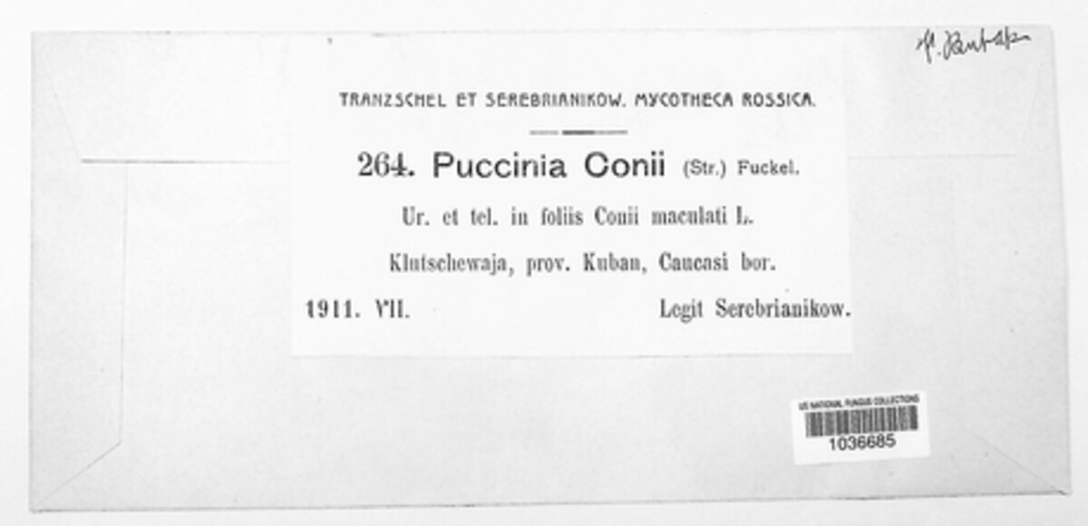Puccinia conii image